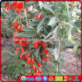 Goji Beeren Verkauf Wolfberry Gesundheit Vorteile Goji Beere Capsulas